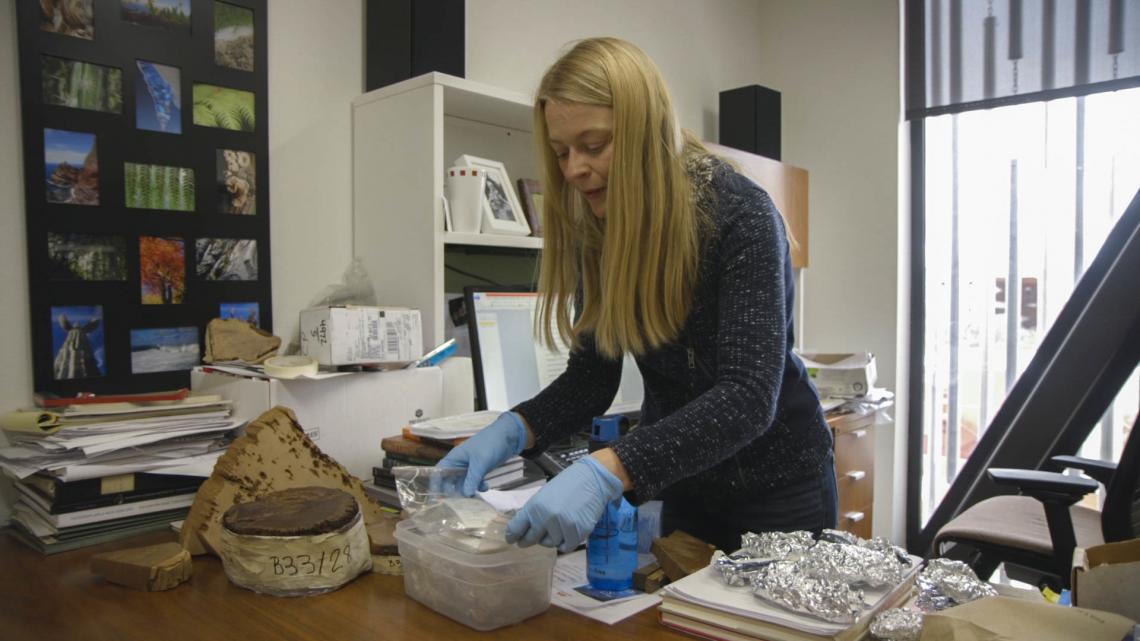 Charlotte Pearson organizes samples for radiocarbon dating. She says tree rings provide "a window into the past." Charlotte Pearson organizes samples for radiocarbon dating. She says tree rings provide "a window into the past."